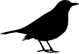 New Blackbird